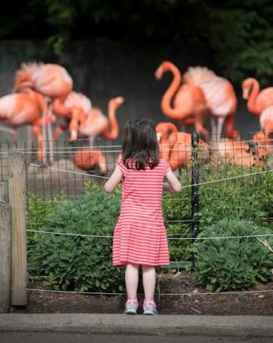 Columbus Zoo and Aquarium — Child Viewing Flamingos