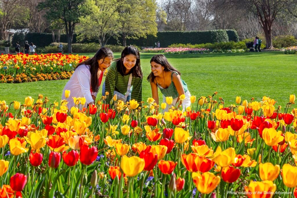 Dallas Arboretum — Visitors Among Spring Tulips