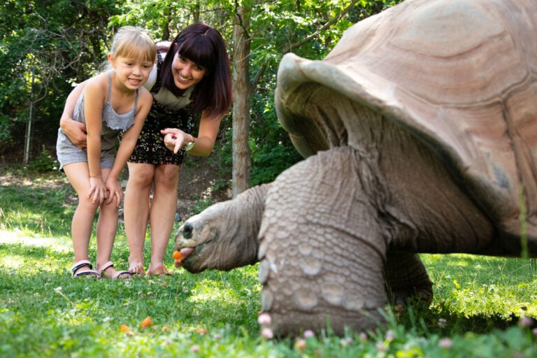 Hogle Zoo — Child Viewing a Giant Tortoise